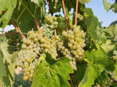 Donauveltliner