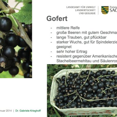 gofert