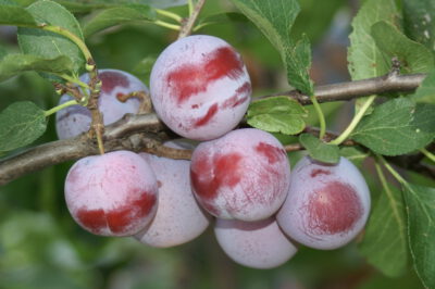 grafalthans11