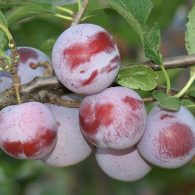 grafalthans11