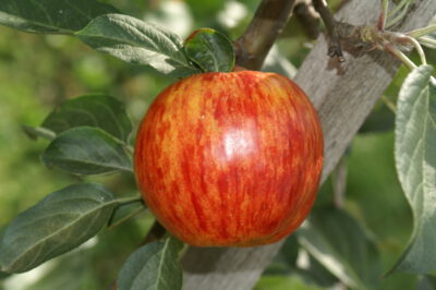 gravensteiner1