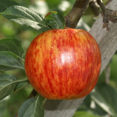 gravensteiner1