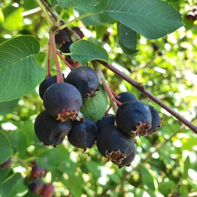 greatberry-fruity-8