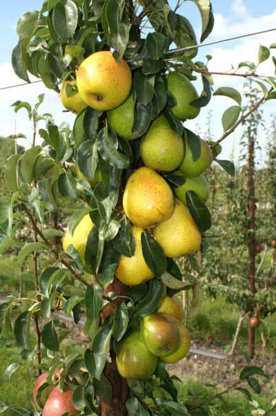 Gute Luise