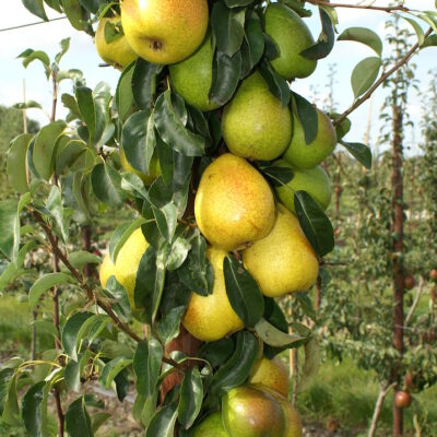 guteluise1