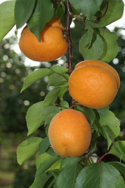 Hargrand