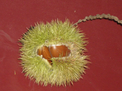 maronimargit1