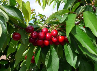 pacificred-1