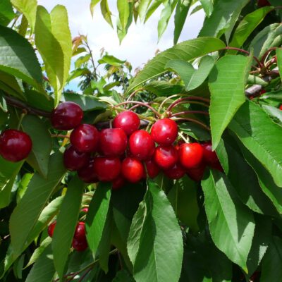 pacificred-1
