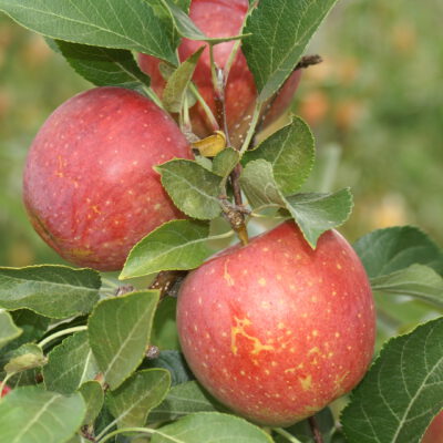 remo6