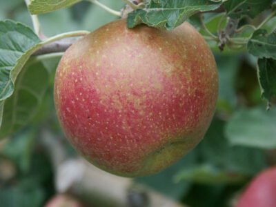 Roter Boskoop Herr