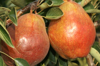 Rote Williams