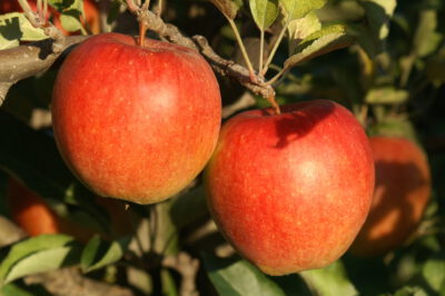 Braeburn Lochbuie®