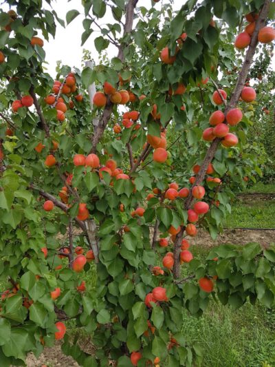 Sefora® ARAMIS