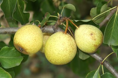 wahlsche-schnapsbirne-2