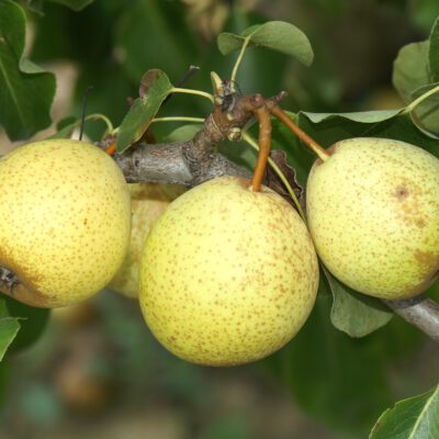 wahlsche-schnapsbirne-2