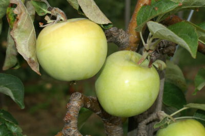 Weißer Klarapfel