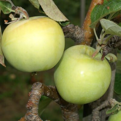 weierklarapfel1