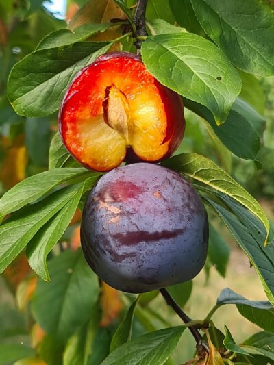 Fortune-2
