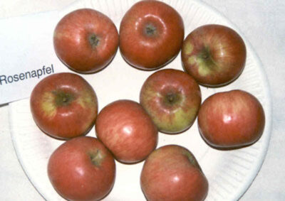 Ilzer-Weinler-1