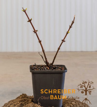 Lonicera-Kamtschatika