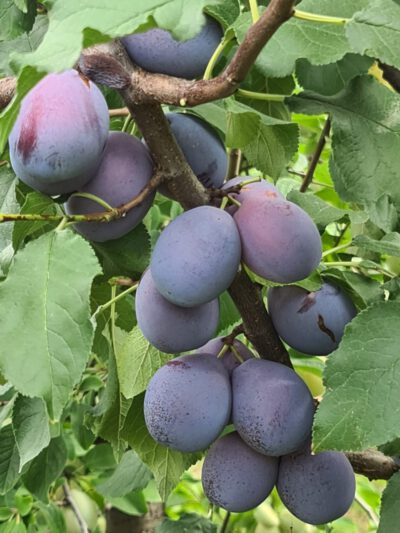 Spenling-rot-blau-2