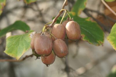 Weiki-3