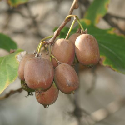 Weiki-3