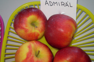 admiral