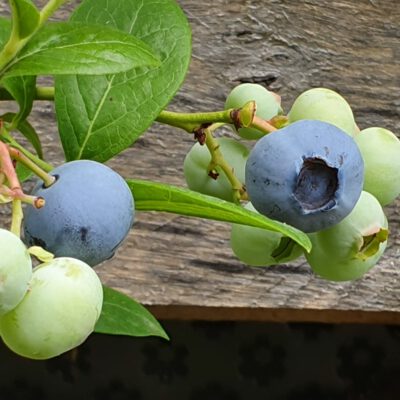 alix-blue-3
