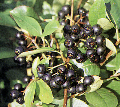 aronia-viking