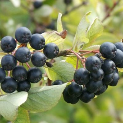 aronia2