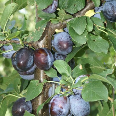 cacaksschne6