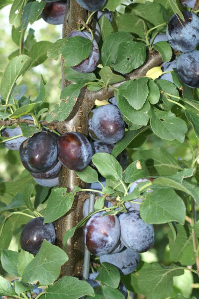 cacaksschne6
