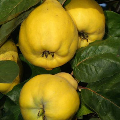 cydorarobusta8