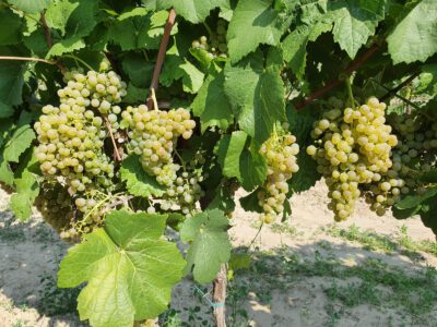 donauriesling-1