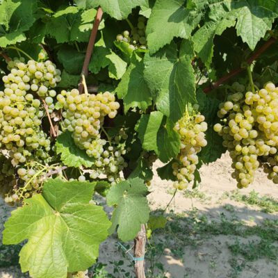 donauriesling-1