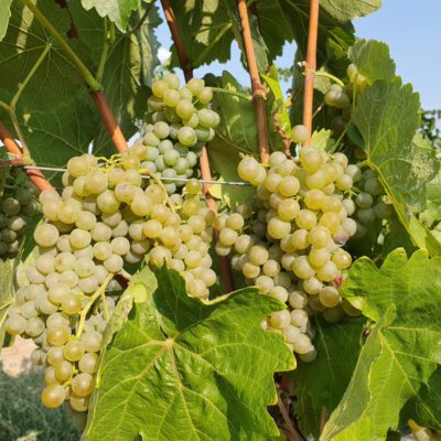 donauveltliner-