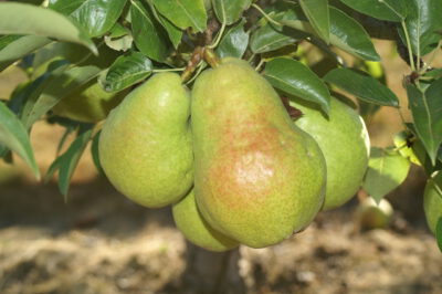 drjulesguyot