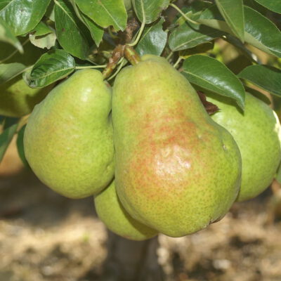 drjulesguyot