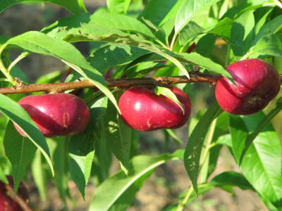 earlyplaticarpa5