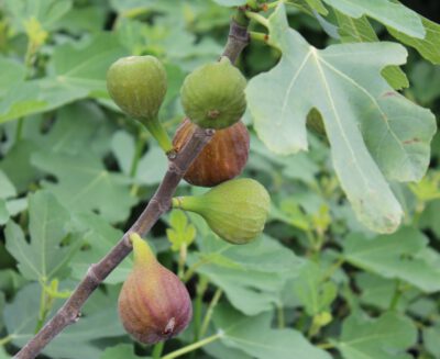 feigefiroma