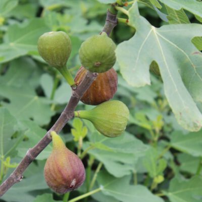 feigefiroma
