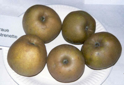 graueherbstrenette1