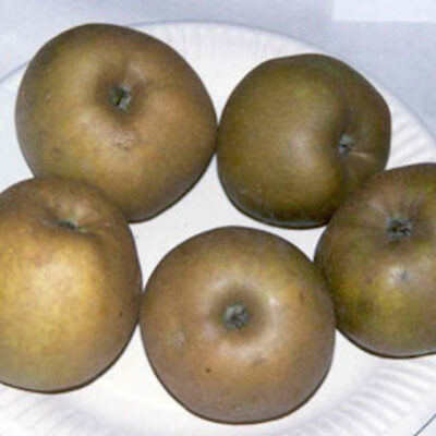 graueherbstrenette1