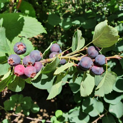 greatberry-farm-7