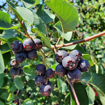 greatberry-garden-6