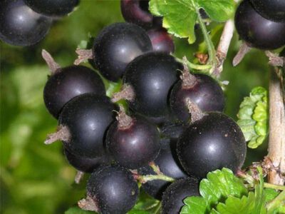 jostabeere-e1685715368255