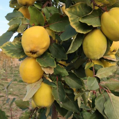 limon-ayvasi-4
