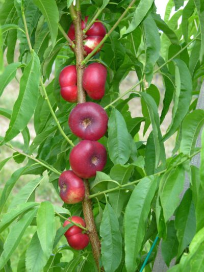 mesembrine4
